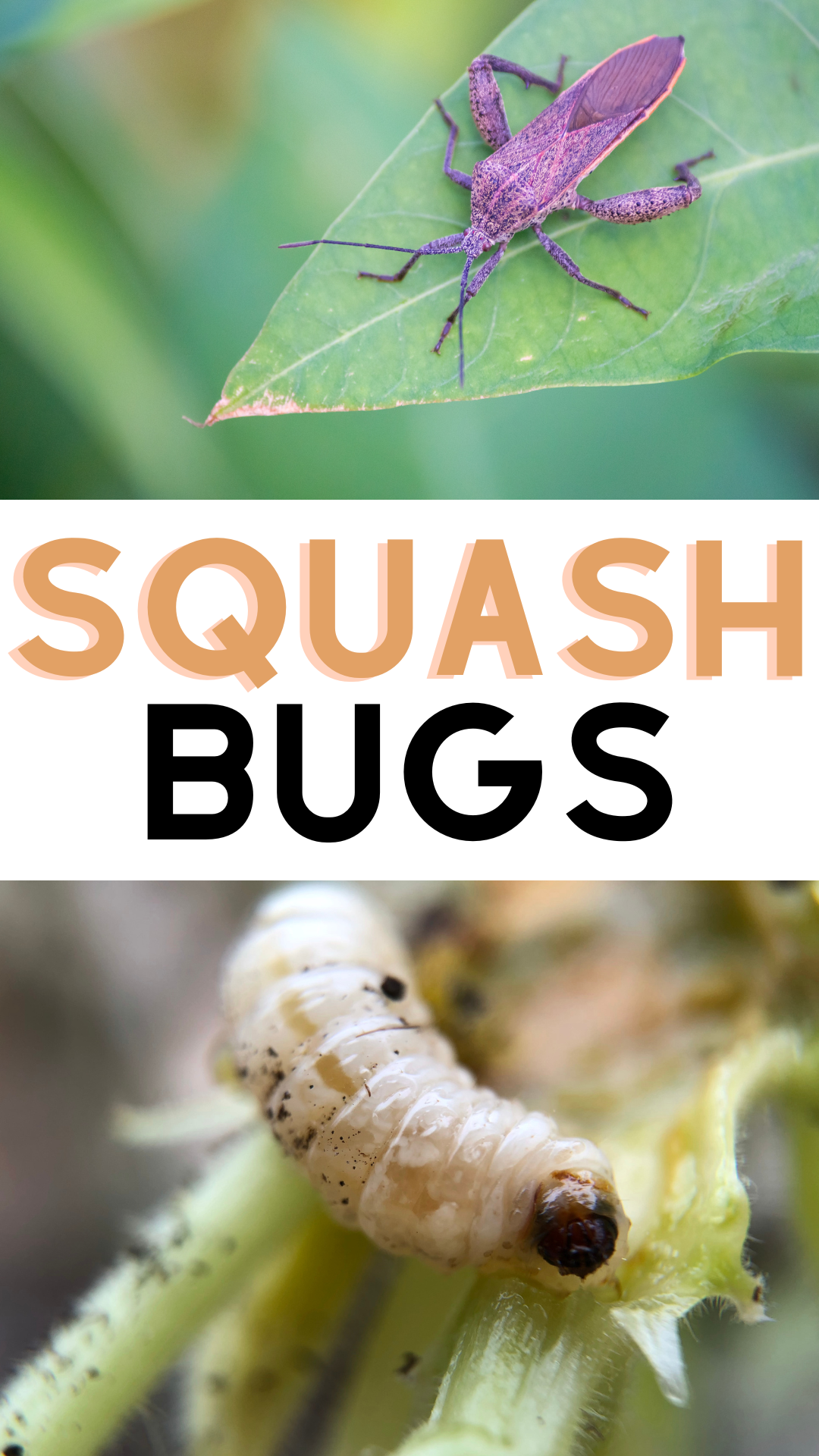 Squash Bugs.